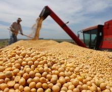 Україна експортувала в січні понад 290 тис. тонн соєвих бобів